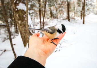 Holding a Black-capped Chickadee
