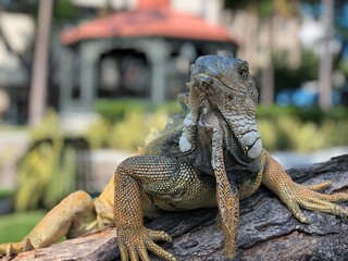 Iguana green - Iguana verde - Seminario Park in Guayaquil - Ecuador