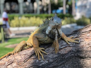 Iguana green - Iguana verde - Seminario Park in Guayaquil - Ecuador
