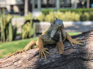 Iguana green - Iguana verde - Seminario Park in Guayaquil - Ecuador