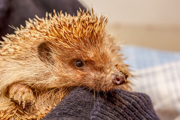 Portrait of a hedgehog with a dirty muzzle. An ordinary hedgehog.