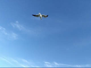 seagull in the sky