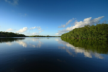Fototapeta premium Afternoon winter cloudscape over Paurotis Pond in Everglades National Park, Florida reflected in water.