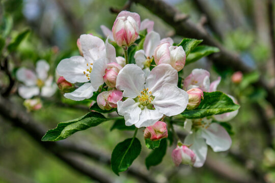 Blooming Spring Apple Blossoms