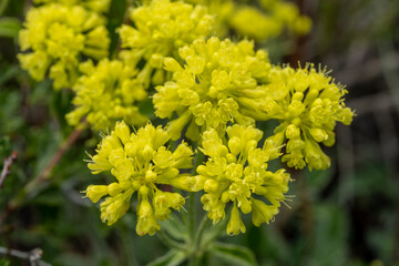 Pale Yellow Sulphurflower Blooms Along Trail in Rocky Mountain