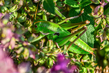 Close up of different species of insects inhabiting wild plants