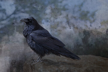 Mystery Raven