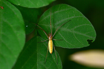 Spiders-insects inhabiting wild plants