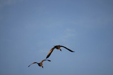 seagull in flight
