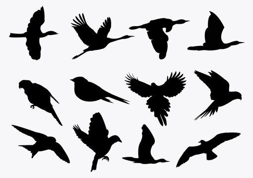 Flying birds silhouette on white background