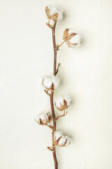 Delicate white cotton flowers branch.