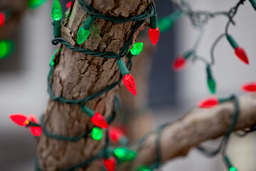 Christmas lights strung up on a tree along a city boulevard.
