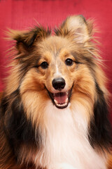 Beautiful Purebred Shetland Sheepdog Puppy. Cute and Happy smiling face. Pet Portrait. 