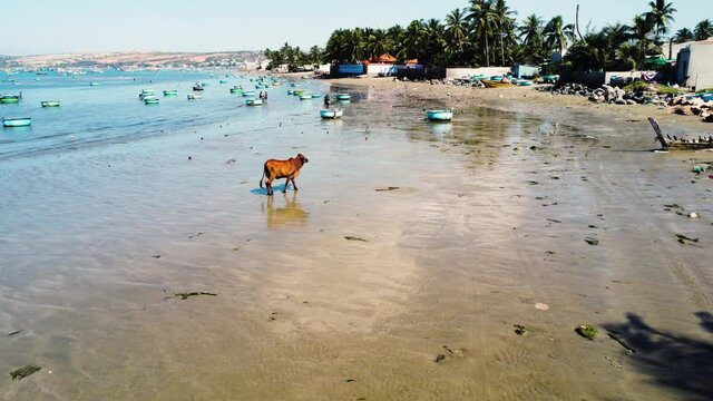A cow is gracefully walking along a slightly polluted sand beach in South Vietnam in a fishermen's town.