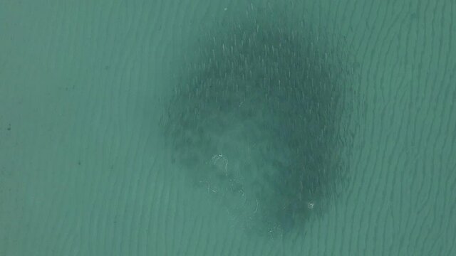 Aerial: Shallow water Mullet school as they leap away from predator