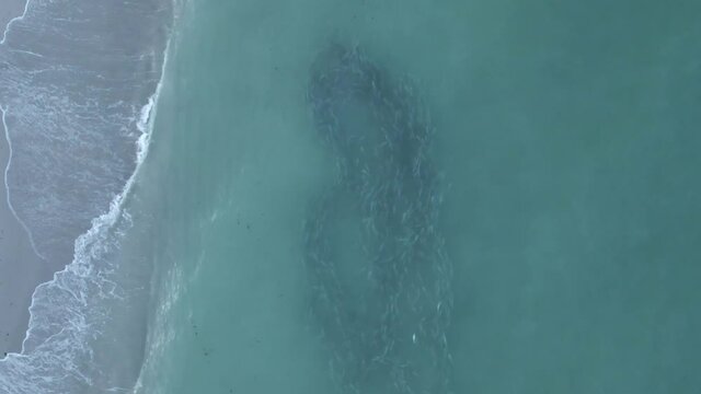 Aerial: Large school of Mullet swim near sandy beach shore near Miami