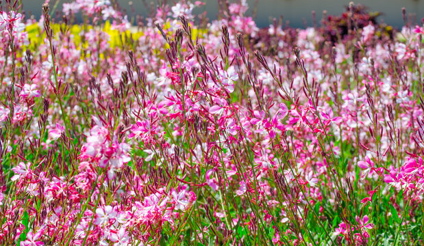 The Beautiful lovely pink gaura flower or butterfly bush at a botanical garden.