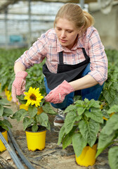 Positive woman farmer examining plants of decorative sunflower for better growing in greenhouse