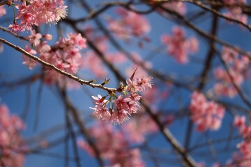 Pink queen tiger flower, beautiful in northern Thailand, is a plant of the genus Prunus. Natural background, selective focus.