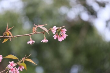 Pink queen tiger flower, beautiful in northern Thailand, is a plant of the genus Prunus. Natural background, selective focus.