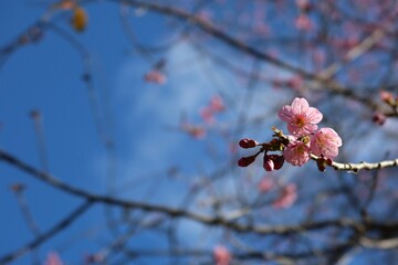 Pink queen tiger flower, beautiful in northern Thailand, is a plant of the genus Prunus. Natural background, selective focus.