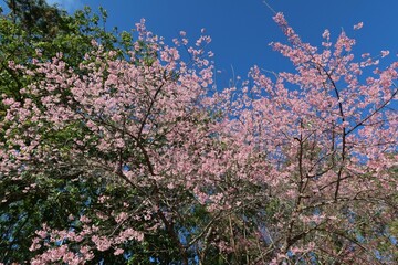 Pink queen tiger flower, beautiful in northern Thailand, is a plant of the genus Prunus. Natural background, selective focus.
