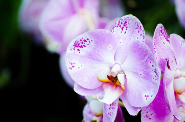 Obraz premium Beautiful Phalaenopsis white purple moth orchid flower at a botanical garden.