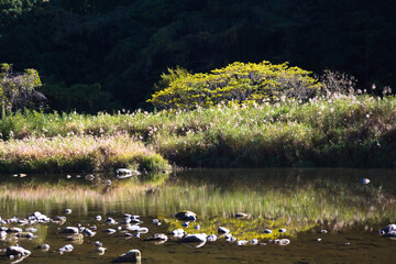 小川沿いの初冬の風景	