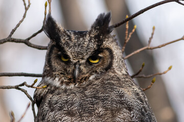 A wild great horned owl perched in a tree without leaves. The brown, black, and white color...