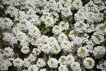 スイートアリッサム の花をクローズアップ
