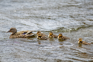 Female mallard duck with her baby ducks swimming on a choppy river. The mallard is a large duck with a hefty body, rounded head, and wide, flat bill. The ducks are a soft yellow and brown down feather