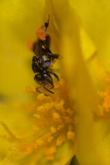 bee on flower