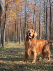 Golden Retriever playing in the woods