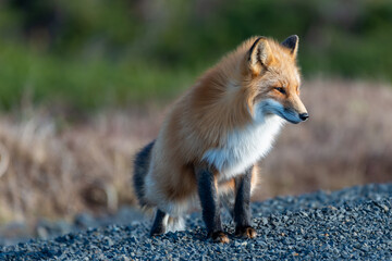 A closeup of a large adult red fox stretches its hind legs as it prepares to walk along a gravel road. The warm sun is shining on the long thick lustrous orange and white fur of the wild vixen. 