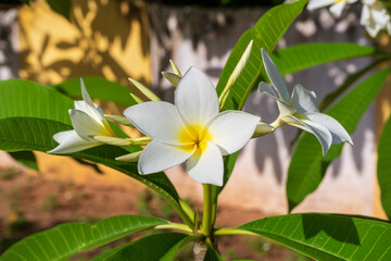 Obraz premium Flores Brancas com Amarelo