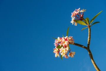 Flores Branca com Rosa em Fundo Azul