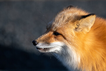 A close up of a wild young red fox's head staring forward with piercing eyes. The animal has pointy ears, a black muzzle, a fluffy red fur cat, and a cute look on its face. The background is blue.  