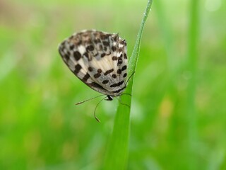 butterfly on green grass with soft blurred background