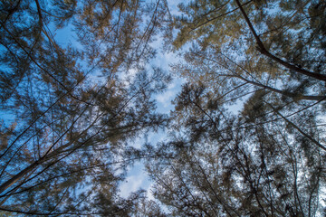 Forest, lush foliage, tall trees at spring or early summer - photographed from below. The poplar of...