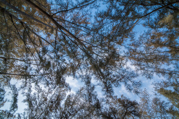 Forest, lush foliage, tall trees at spring or early summer - photographed from below. The poplar of...