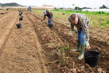 Man farmer while harvesting of potatoes on farmer field outdoor