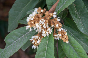 The Yellow loquat flowers on the loquat leaves bloom, and some bees collect honey on them