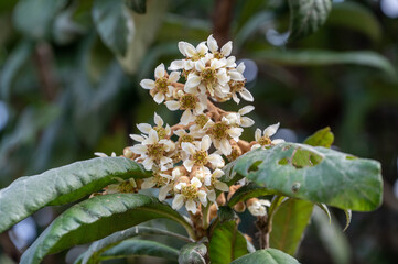 The Yellow loquat flowers on the loquat leaves bloom, and some bees collect honey on them