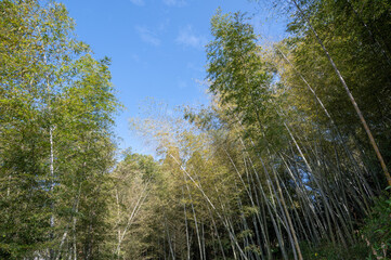 Obraz na płótnie Canvas The bamboo forest under the blue sky on a sunny day