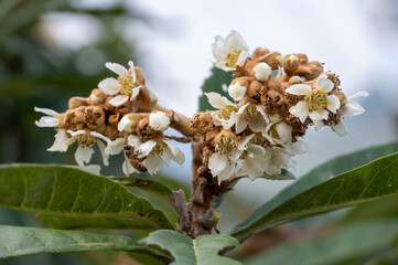 The Yellow loquat flowers on the loquat leaves bloom, and some bees collect honey on them