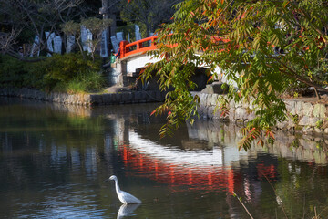 Great egret on the Genpei ponds at Tsurugaoka Hachimangu shrine. Kamakura. Japan