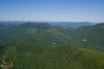 Fototapeta premium Second Growth Forests Washington USA