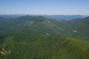 Fototapeta na wymiar Second Growth Forests Washington USA