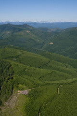 Fototapeta na wymiar Second Growth Forests Washington USA