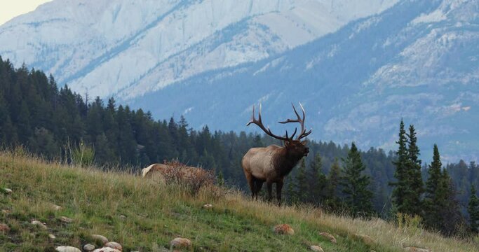 Bull elk in rut on hillside calls for female. Second elk nearby, mountains in background.